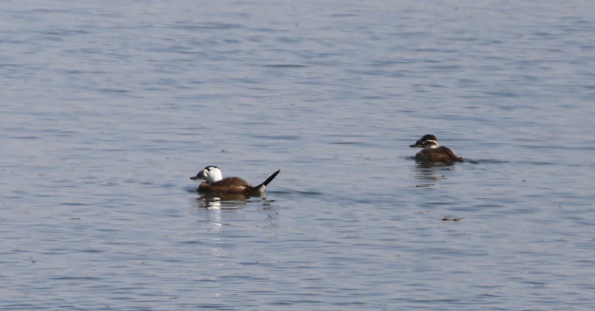 White-headed Duck - ML644450423