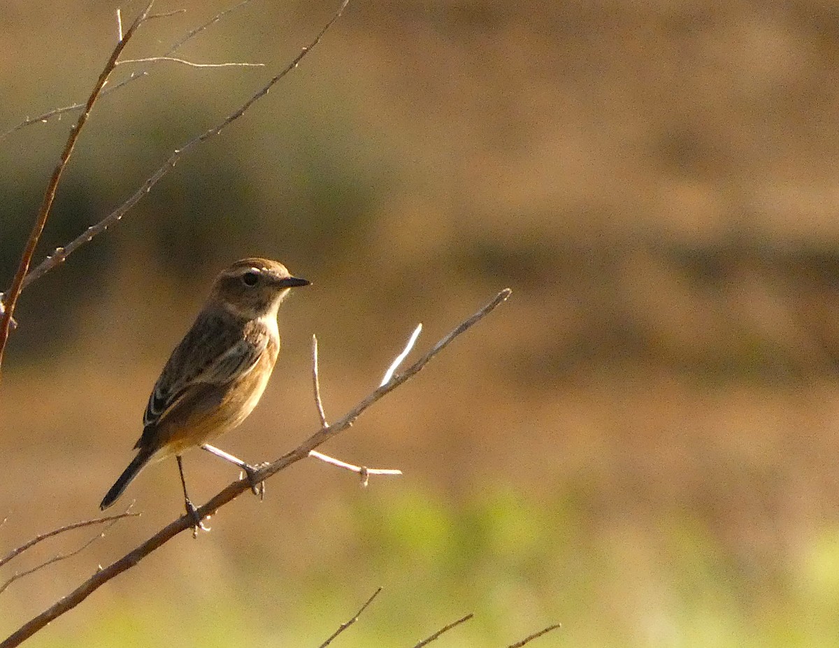 European Stonechat - ML644450424
