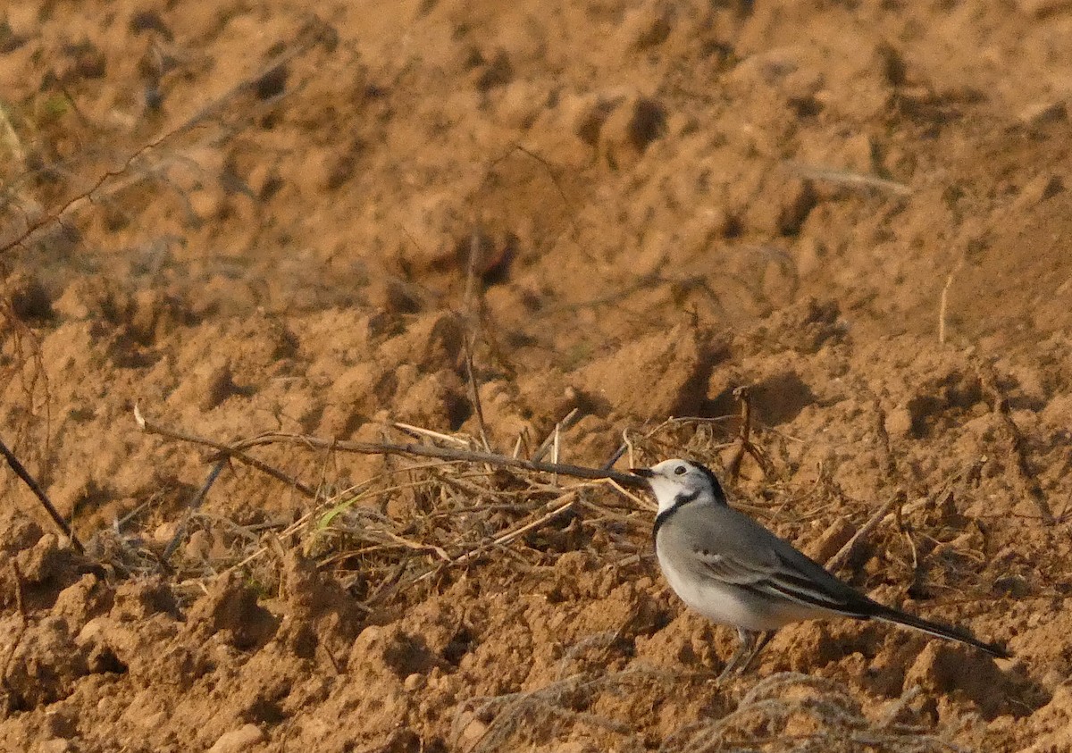 Хөх цэгцгий - ML644450426