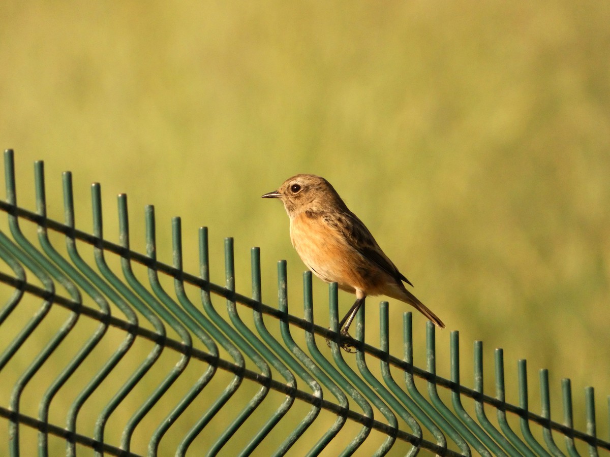 European Stonechat - ML644450434