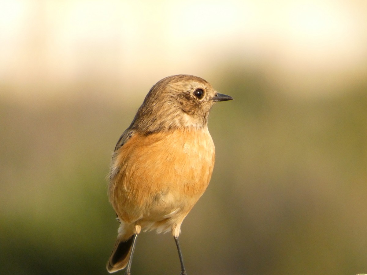 European Stonechat - ML644450435