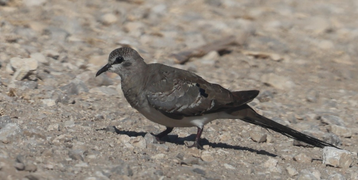 Namaqua Dove - ML644450436