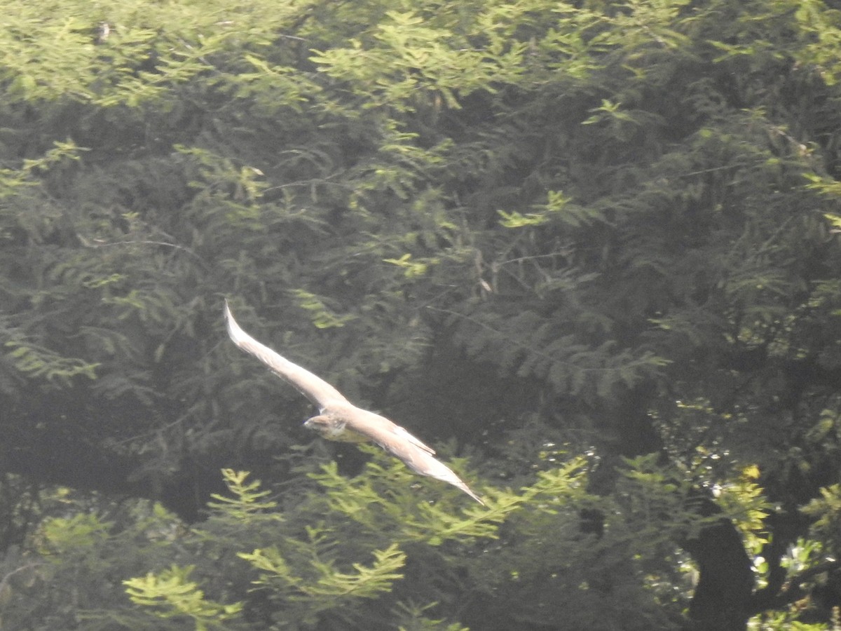 Augur Buzzard - ML644450439