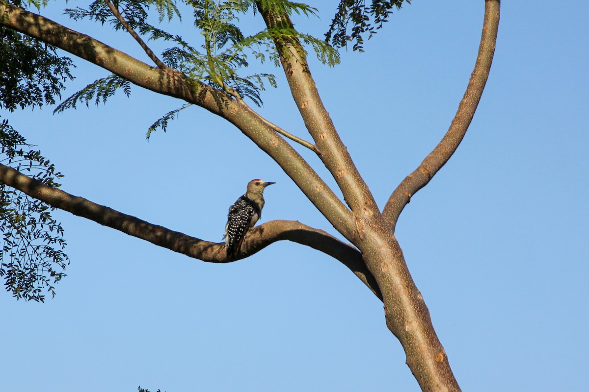Гіла нікарагуанська - ML644450458