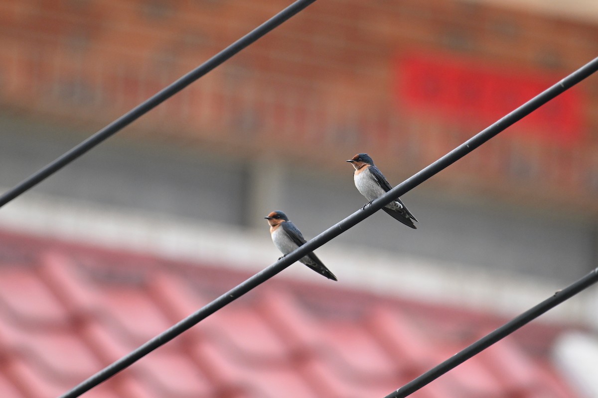 Pacific Swallow - ML644450465