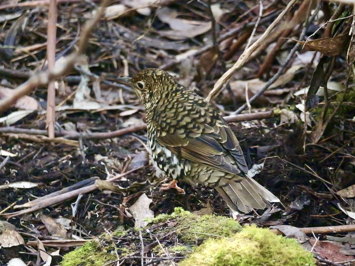 Bassian Thrush - ML644450470