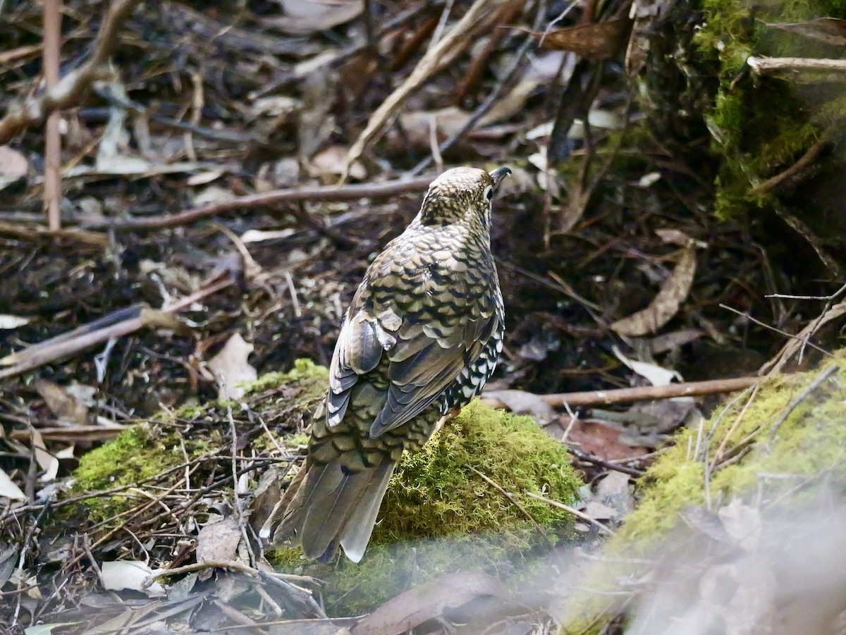 Bassian Thrush - ML644450471