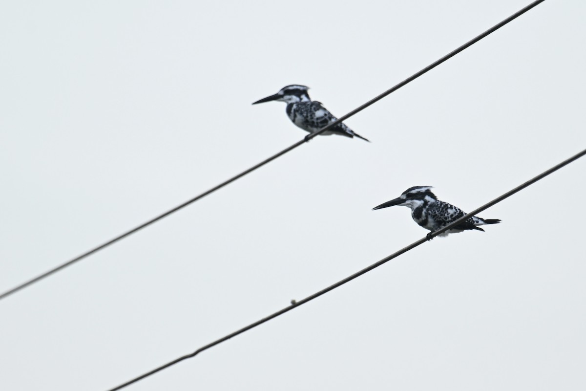 Martin-pêcheur pie - ML644450472