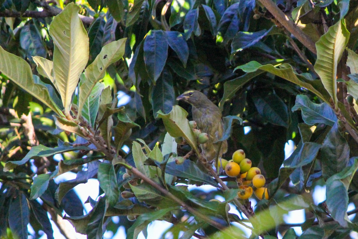 Зернолуск бурогузий - ML644450473