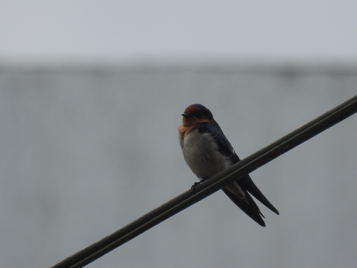 Pacific Swallow - ML644450485