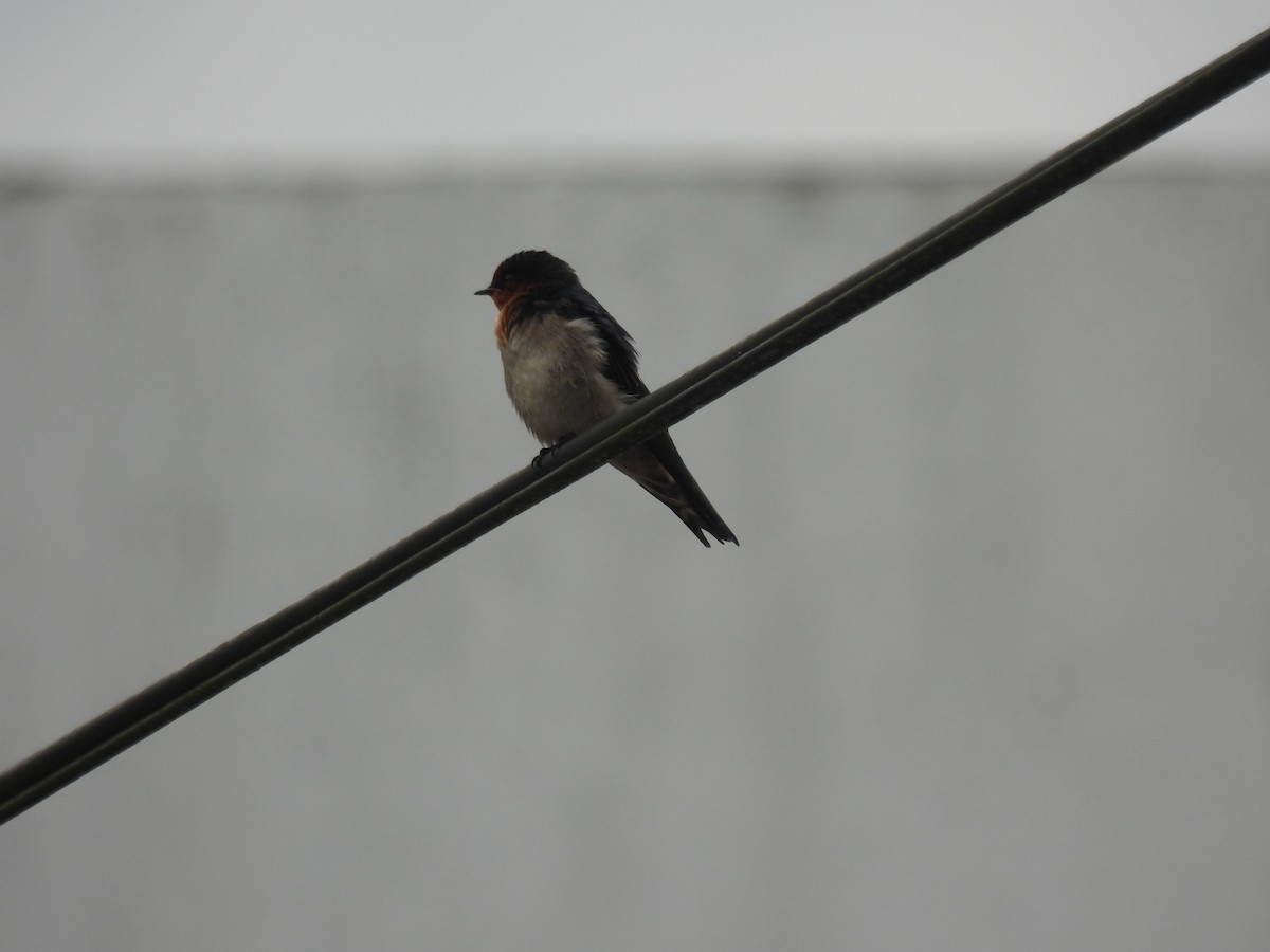 Pacific Swallow - ML644450486