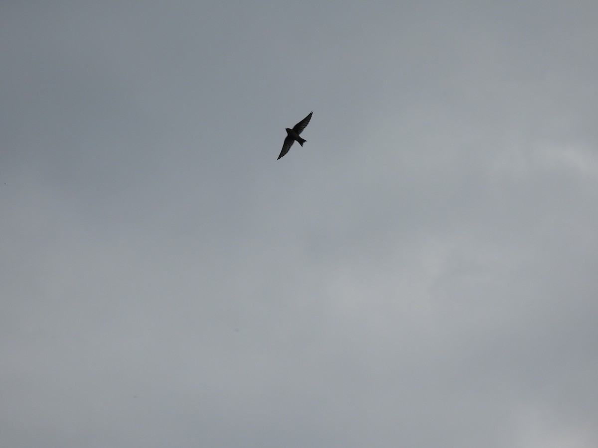 Pacific Swallow - ML644450487