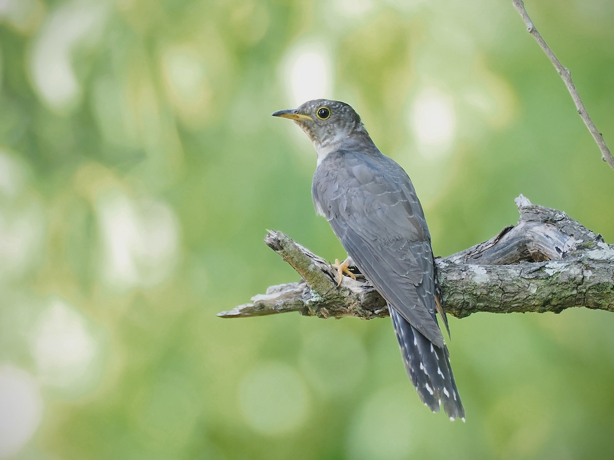 cuckoo sp. (Cuculidae sp.) - ML644450491