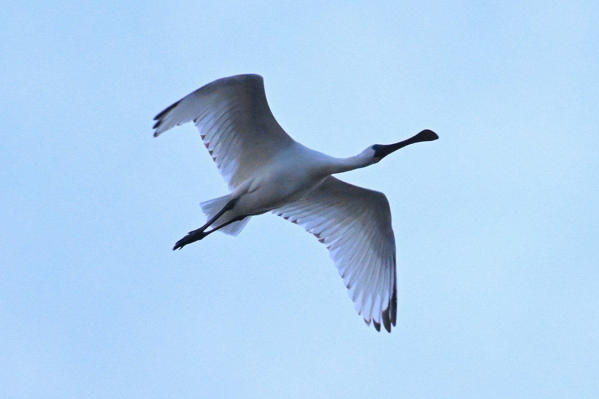 Petite Spatule - ML644450492