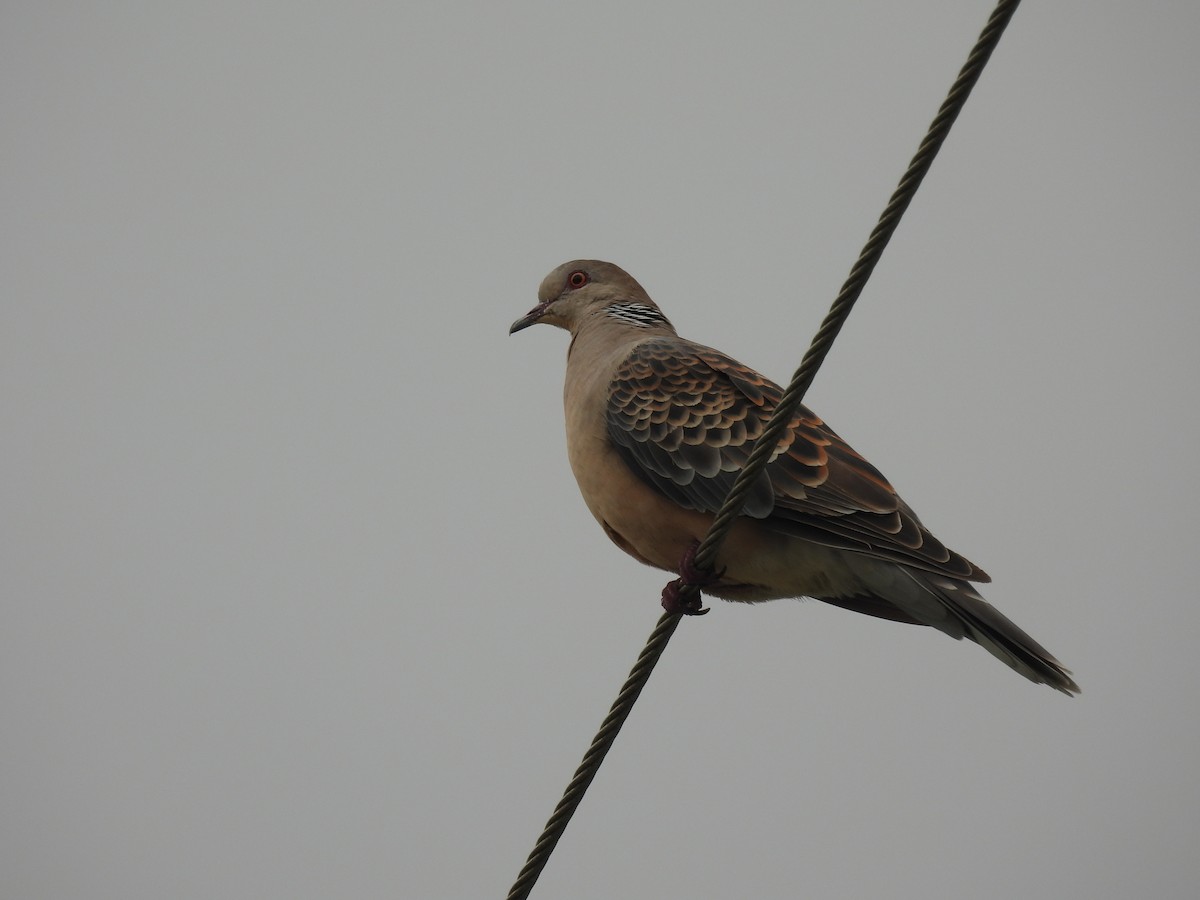Oriental Turtle-Dove - ML644450493