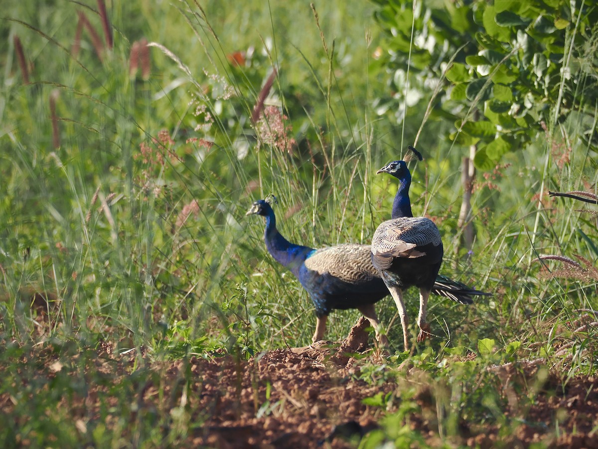 Indian Peafowl - ML644450503