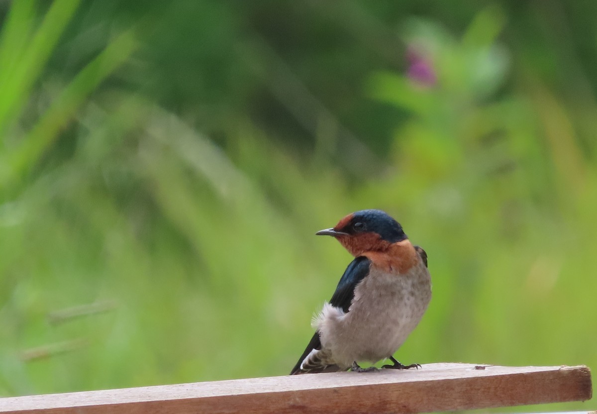 Pacific Swallow - ML644450505