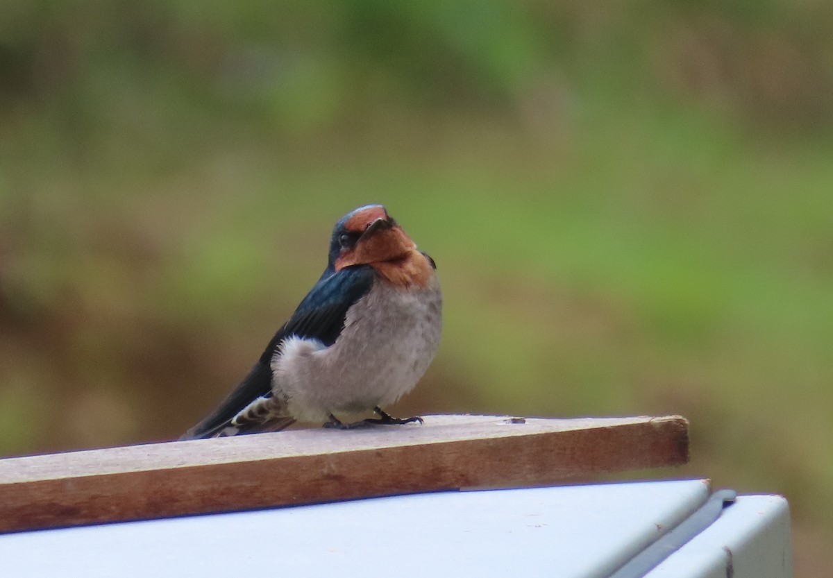 Pacific Swallow - ML644450506