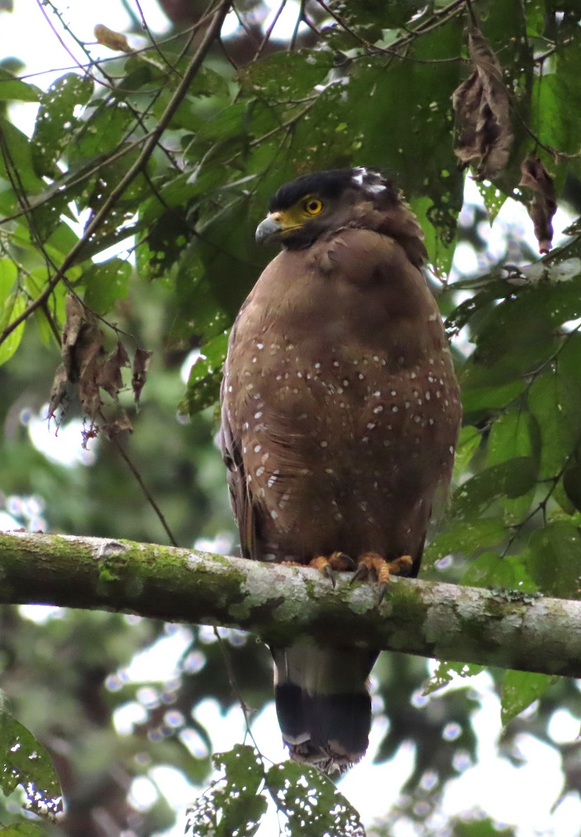 Crested Serpent-Eagle - ML644450510