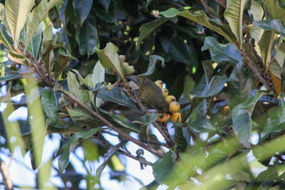 Зернолуск бурогузий - ML644450522