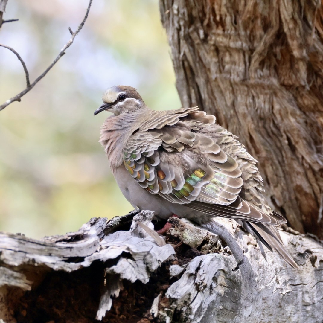Common Bronzewing - ML644450527
