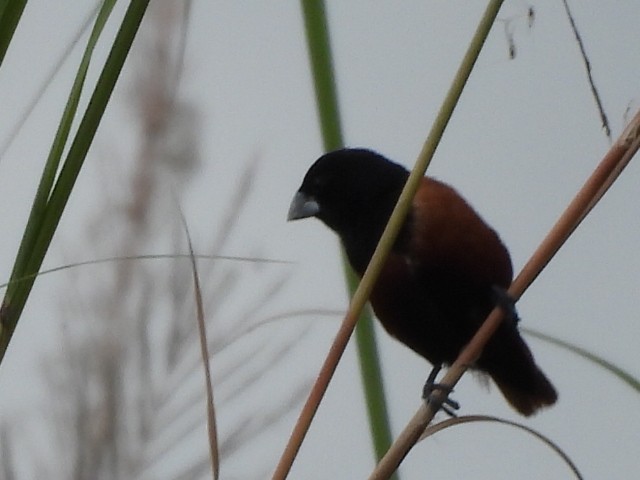Chestnut Munia - ML644450532