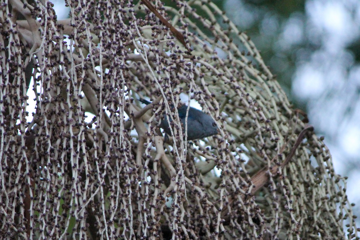 Blue-gray Tanager - ML644450533