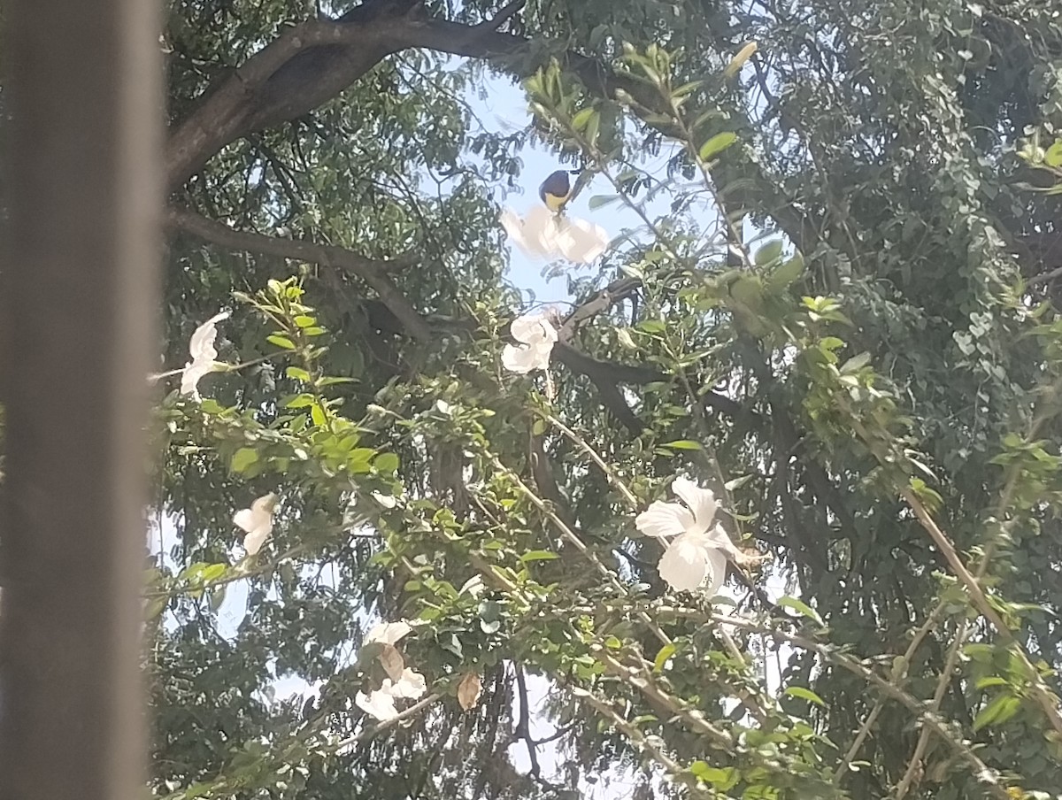 Common Iora - ML644450537