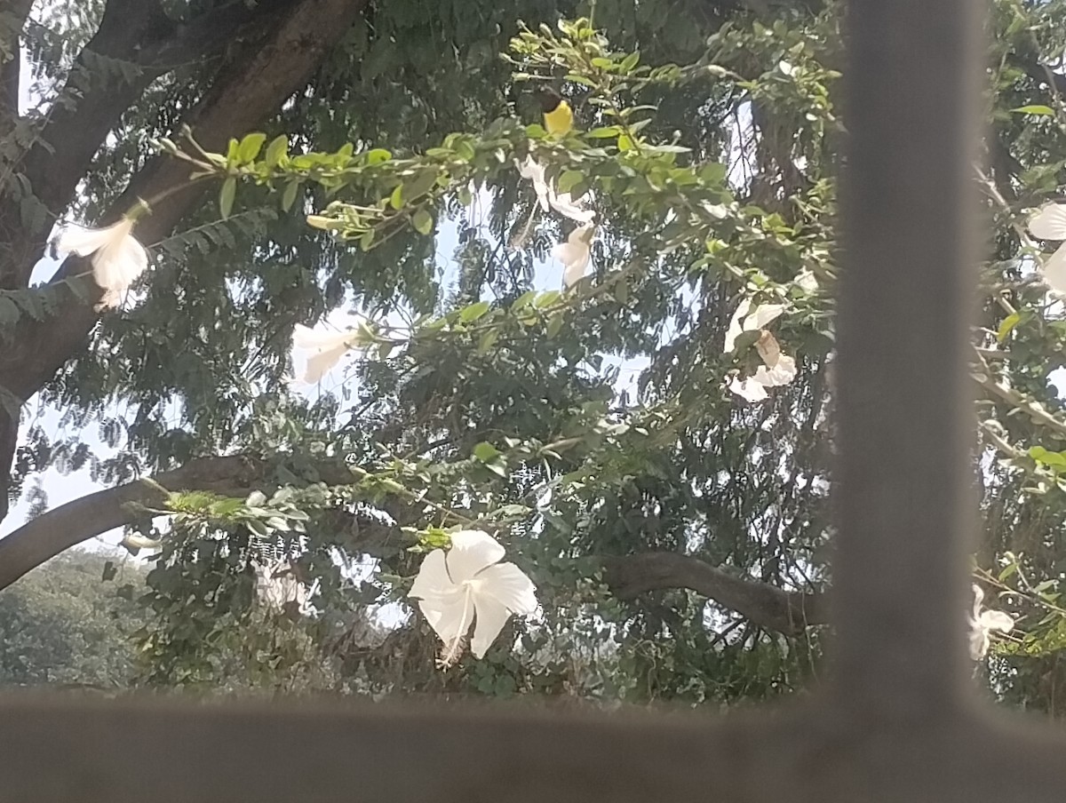 Common Iora - ML644450547