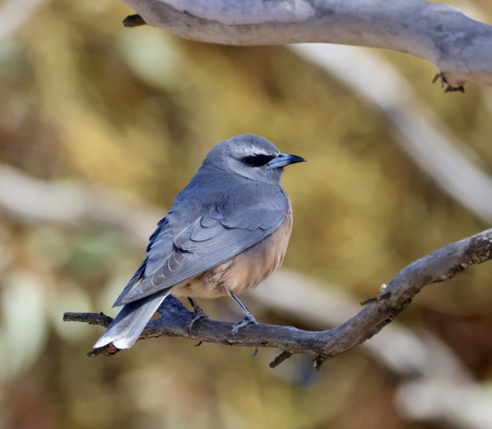 White-browed Woodswallow - ML644450554