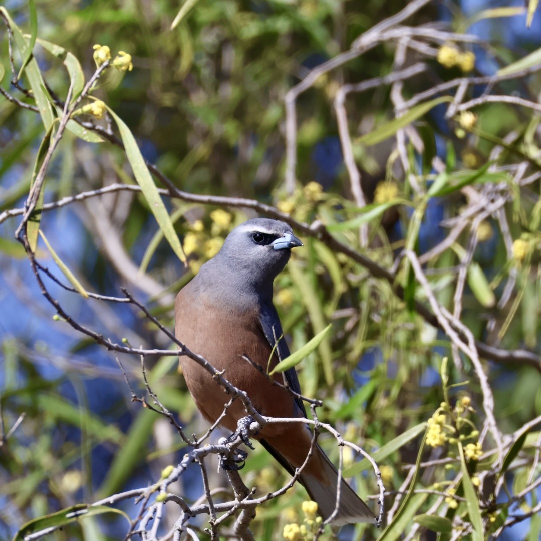 White-browed Woodswallow - ML644450555