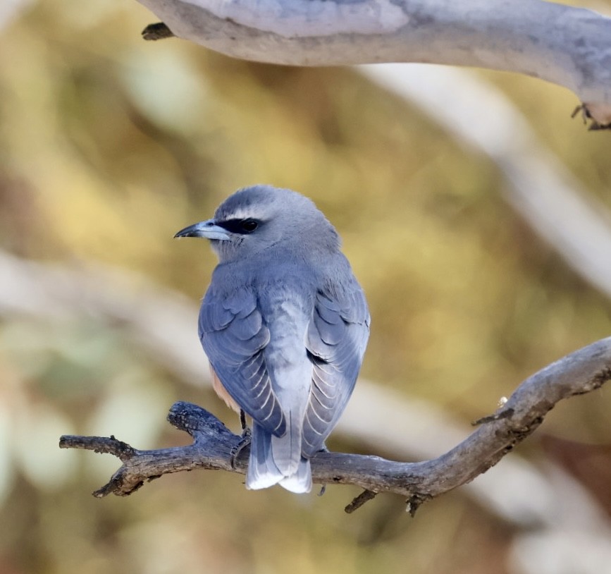 White-browed Woodswallow - ML644450556