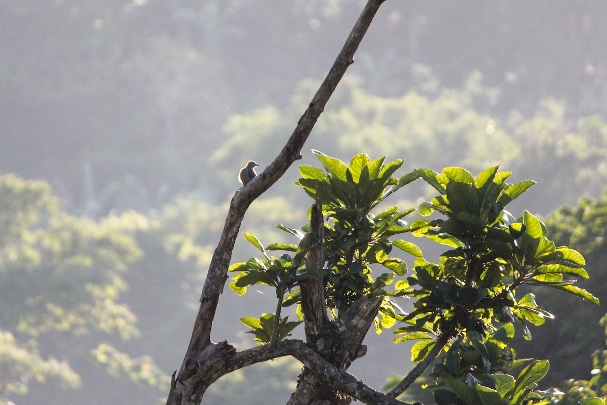 Гіла нікарагуанська - ML644450563