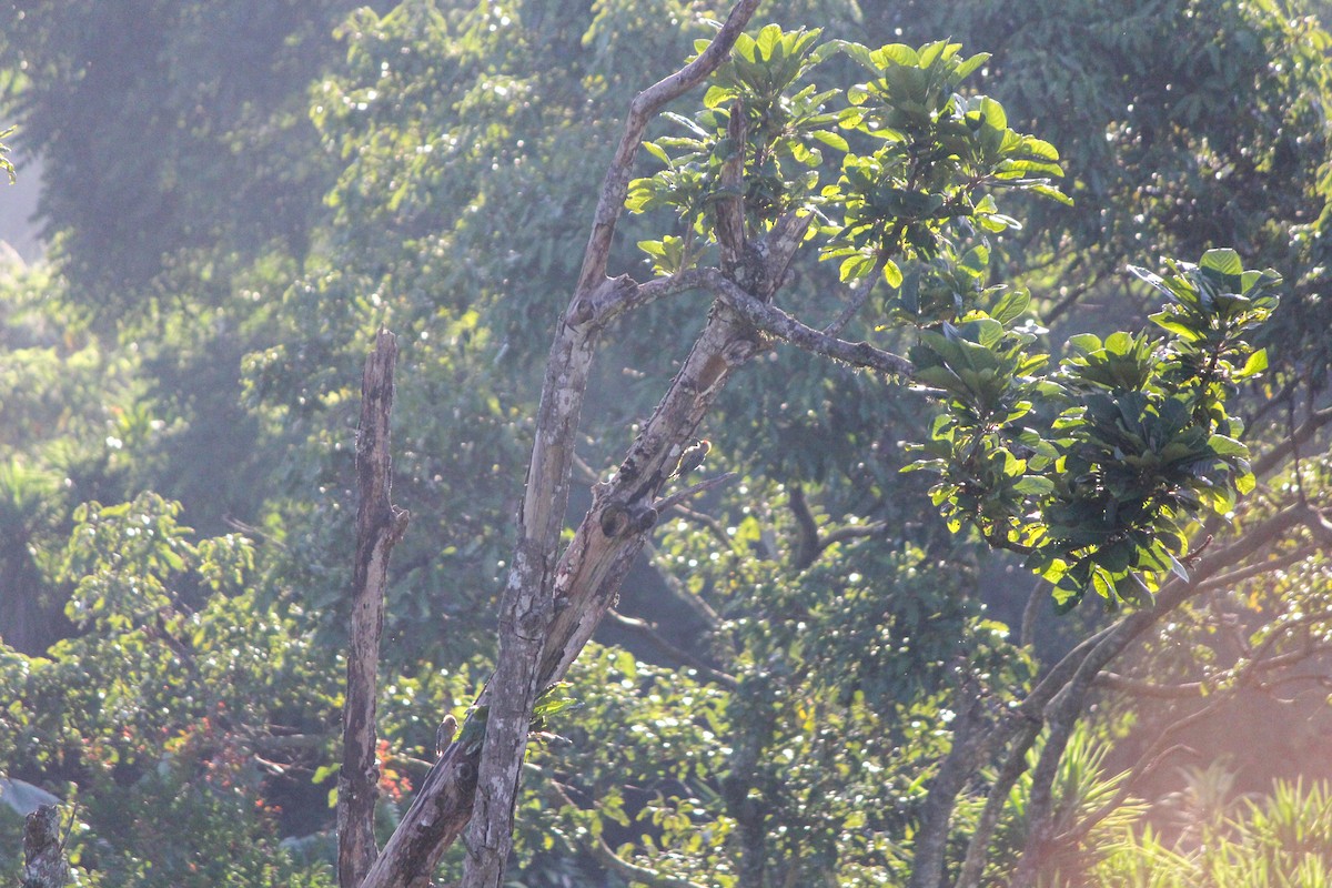 Гіла нікарагуанська - ML644450565