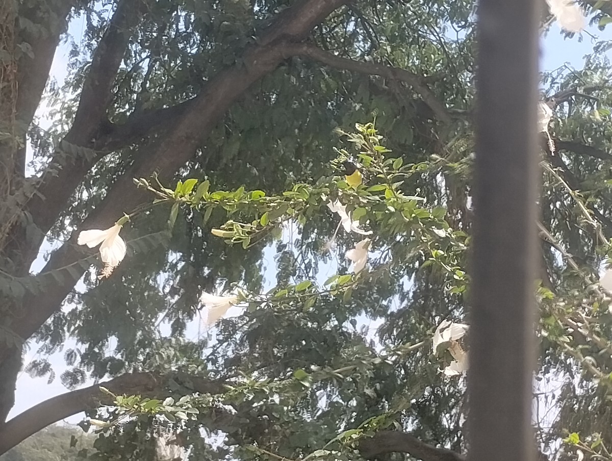 Common Iora - ML644450566