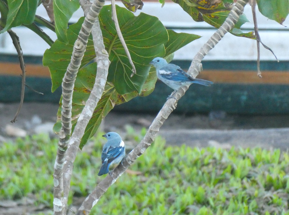 Blue-gray Tanager (White-edged) - ML644450576