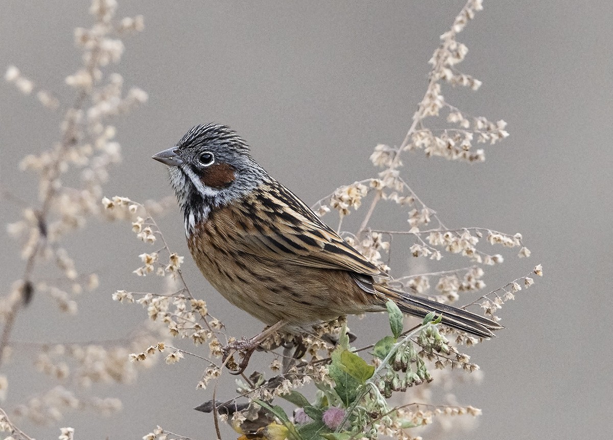 Chestnut-eared Bunting - ML644450597