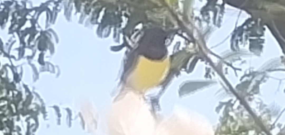 Common Iora - ML644450599