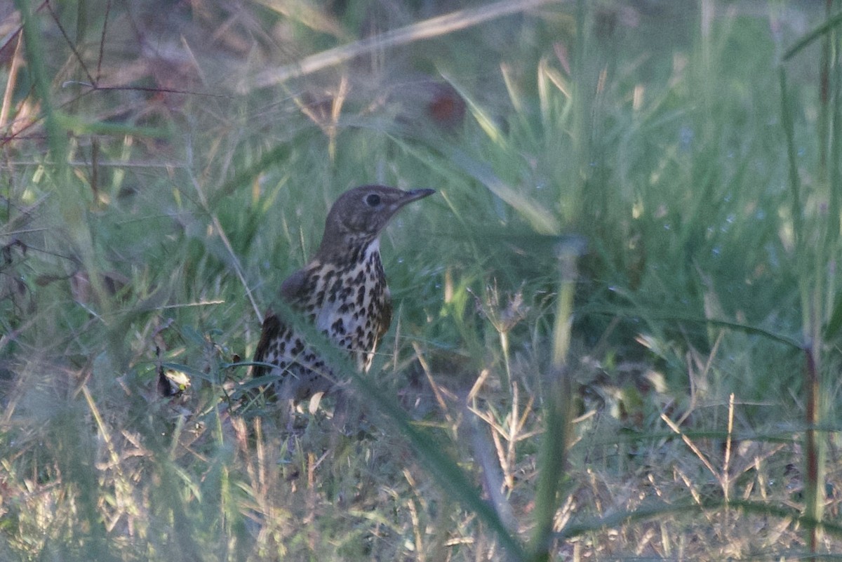 Song Thrush - ML644450609