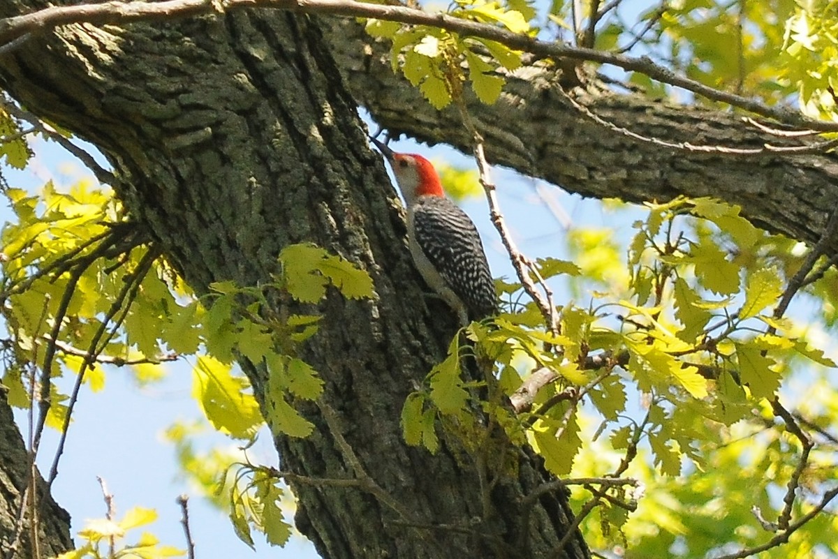 Red-bellied Woodpecker - John Doty