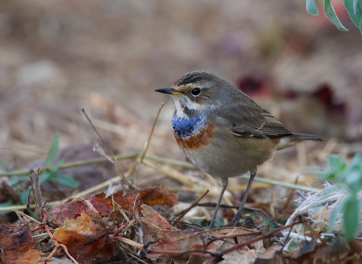 Bluethroat - ML644450616