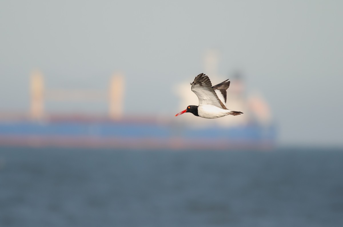 Ostrero Pío Americano - ML644450619