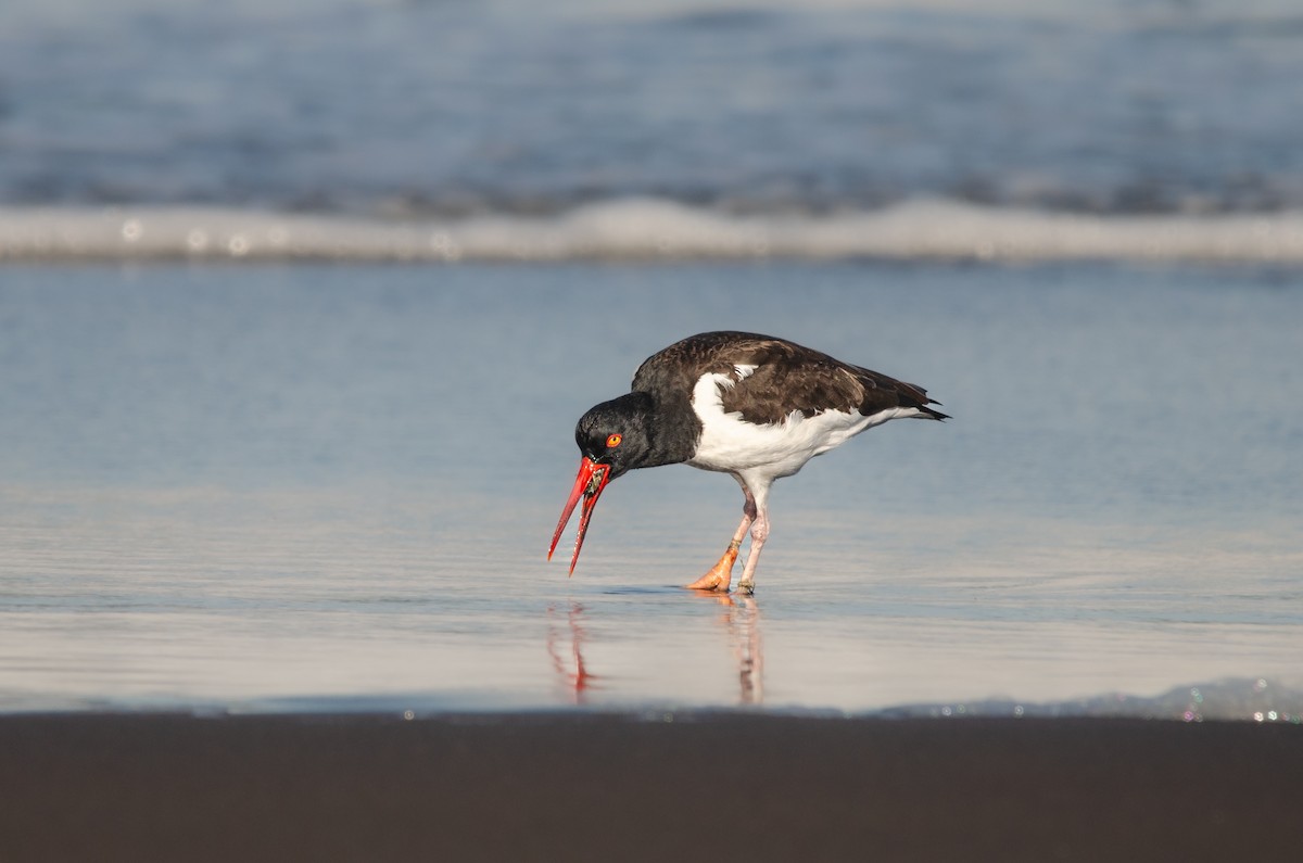 Ostrero Pío Americano - ML644450620