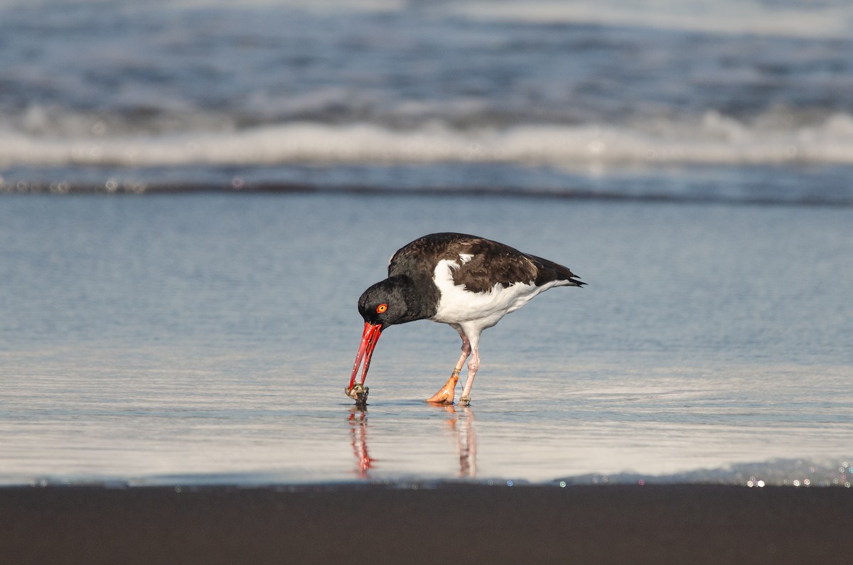 Ostrero Pío Americano - ML644450621