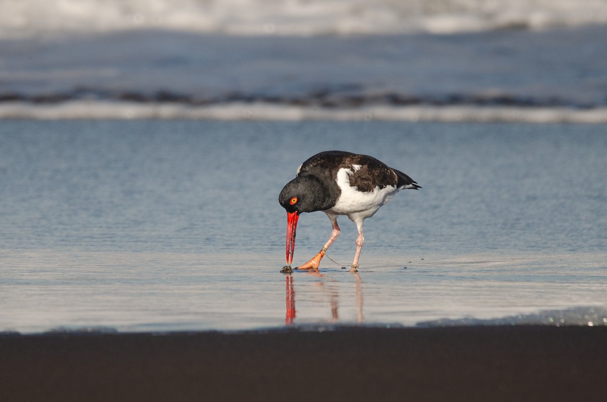 Ostrero Pío Americano - ML644450622