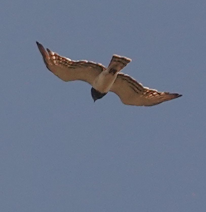 Black-chested Snake-Eagle - ML644450623