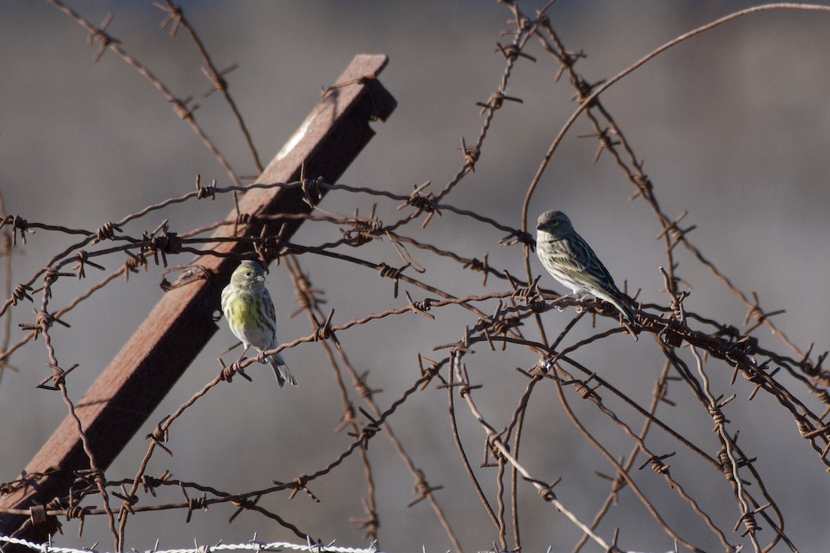 European Serin - ML644450626