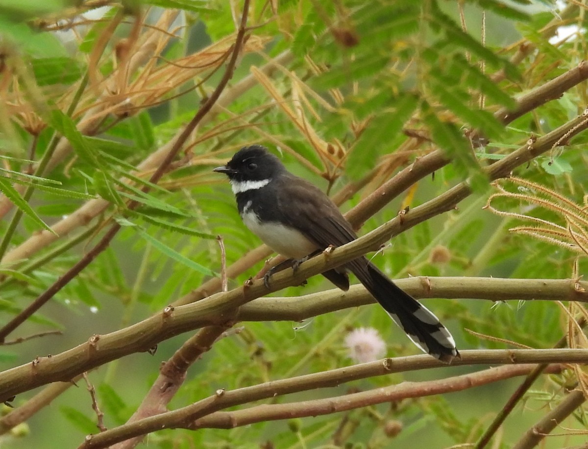 Malaysian Pied-Fantail - ML644450627