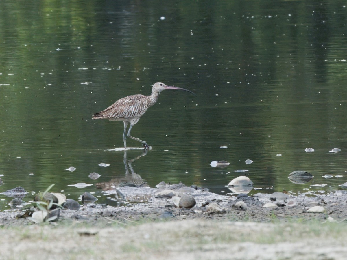 大杓鷸 - ML644450628