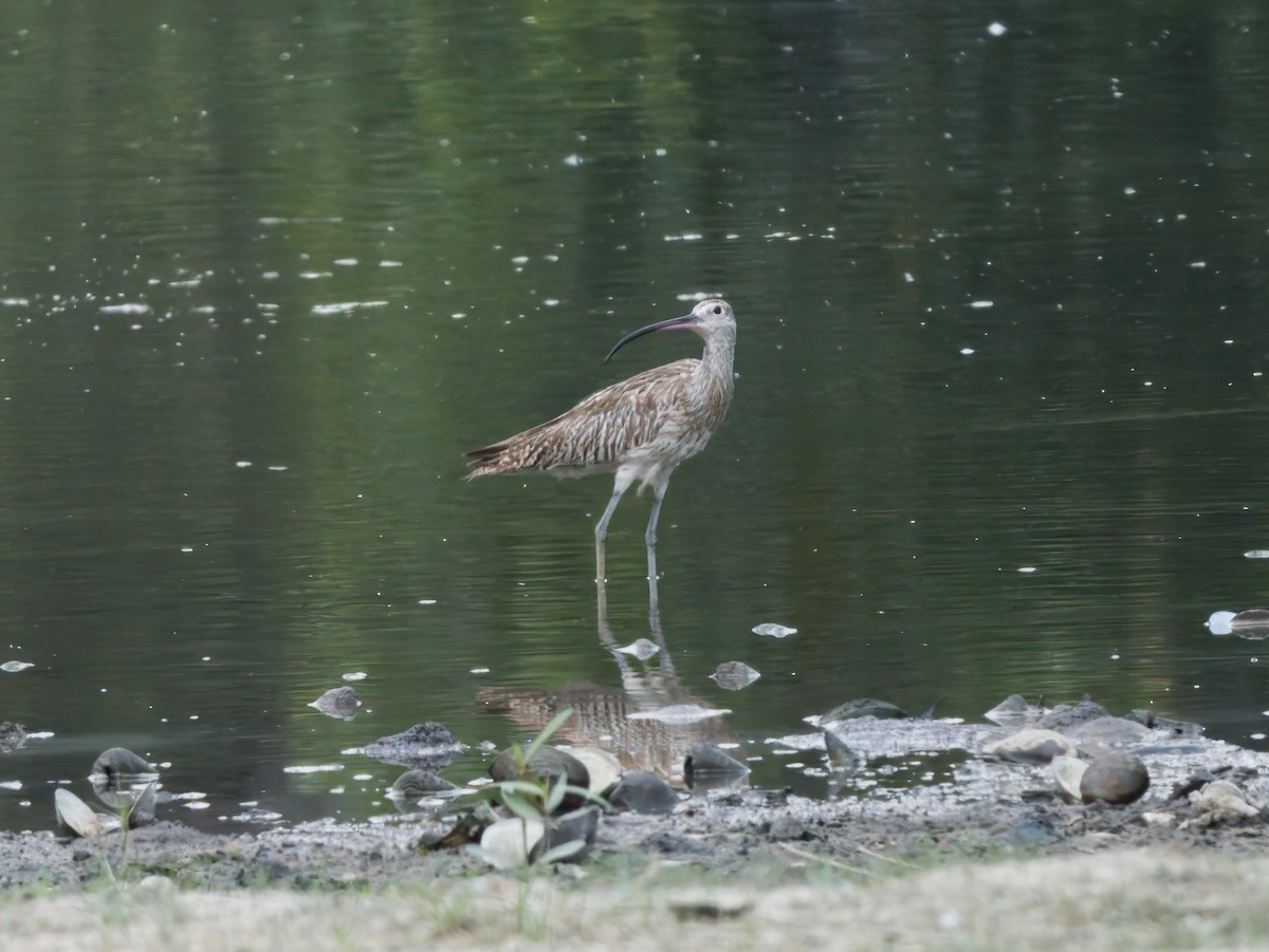 大杓鷸 - ML644450632